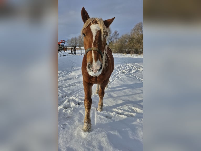 South German Coldblood Gelding 3 years 15.2 hh Chestnut in Peenemünde