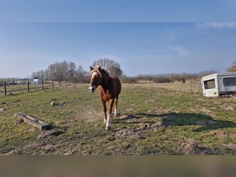 South German Coldblood Gelding 3 years 15.2 hh Chestnut in Peenemünde