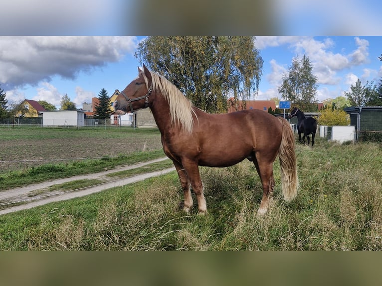 South German Coldblood Gelding 3 years 15.2 hh Chestnut in Peenemünde