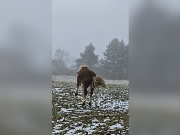South German Coldblood Gelding 3 years 15.2 hh Chestnut in Peenemünde