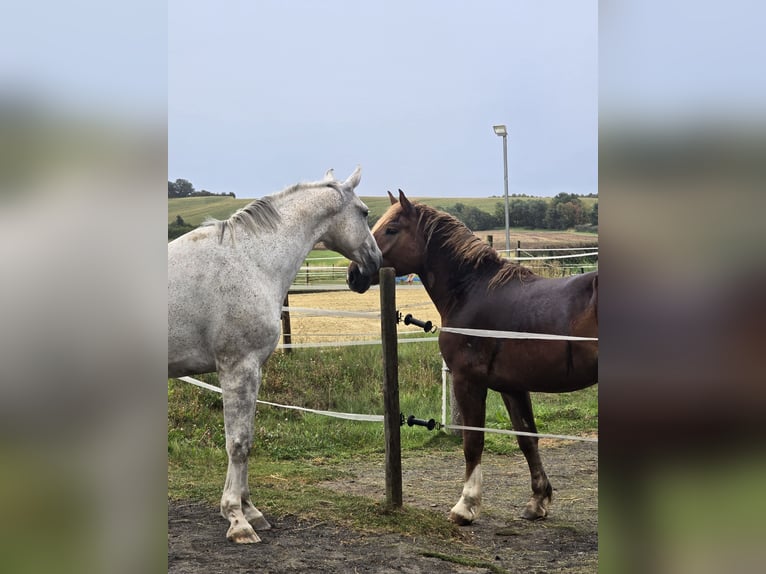 South German Coldblood Gelding 3 years 15,1 hh Chestnut in Lonnig