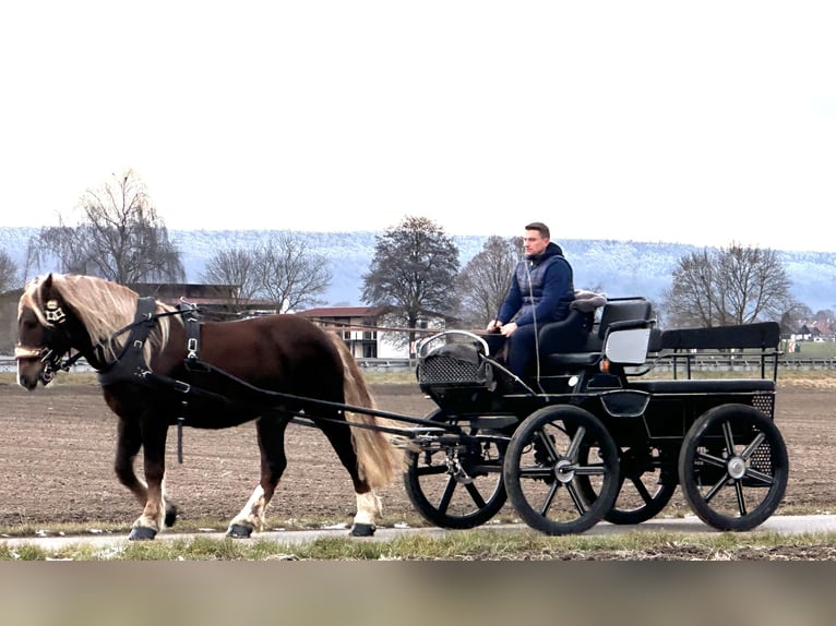 South German Coldblood Gelding 3 years 15,2 hh Chestnut in Riedlingen