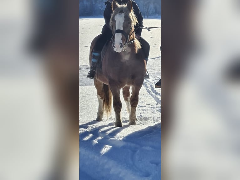 South German Coldblood Gelding 3 years 15,2 hh Chestnut-Red in Jachenau