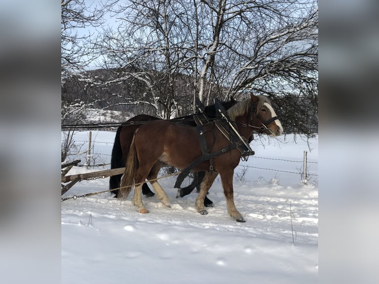 South German Coldblood Gelding 3 years 15,2 hh Chestnut-Red in Jachenau
