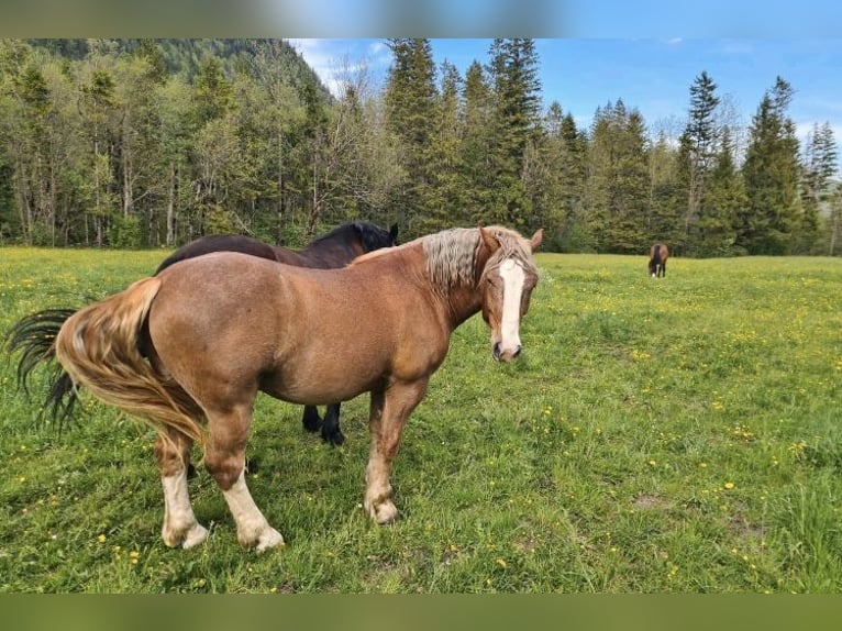 South German Coldblood Gelding 3 years 15,2 hh Chestnut-Red in Jachenau
