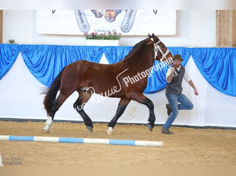 South German Coldblood Gelding 3 years 15,3 hh Brown in Stadtprozelten
