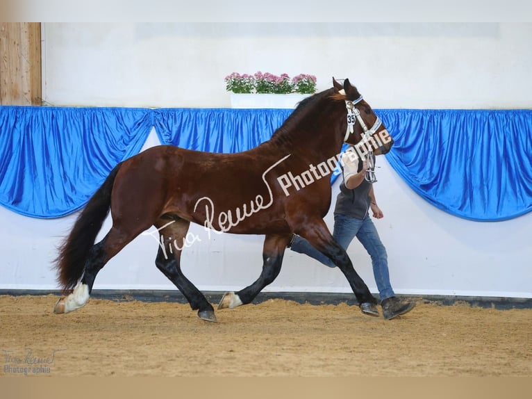 South German Coldblood Gelding 3 years 15,3 hh Brown in Stadtprozelten