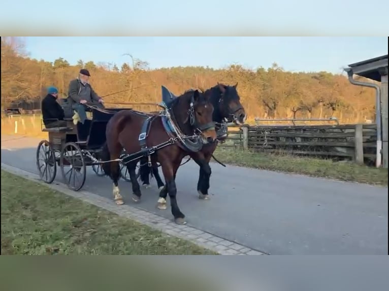 South German Coldblood Gelding 3 years 15,3 hh Brown in Stadtprozelten