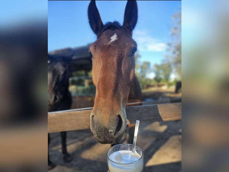 South German Coldblood Gelding 3 years 16,2 hh Brown in Engden