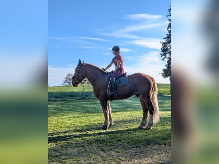 South German Coldblood Gelding 3 years 16 hh Chestnut in Langerringen