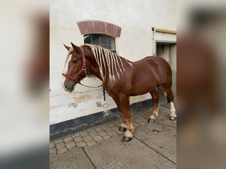 South German Coldblood Gelding 3 years 16 hh Chestnut in Langerringen