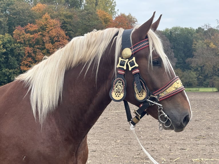 South German Coldblood Gelding 3 years 16 hh Chestnut in Riedlingen