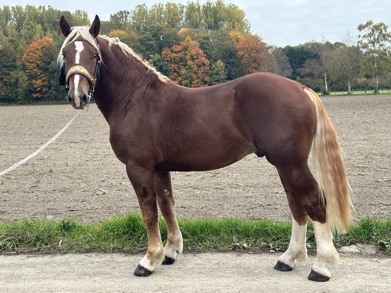 South German Coldblood Gelding 3 years 16 hh Chestnut in Riedlingen