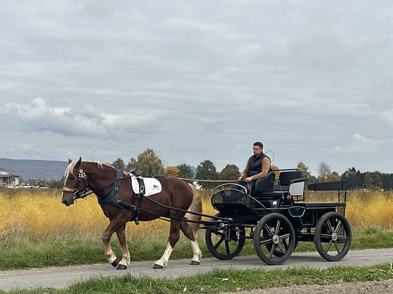 South German Coldblood Gelding 3 years 16 hh Chestnut in Riedlingen