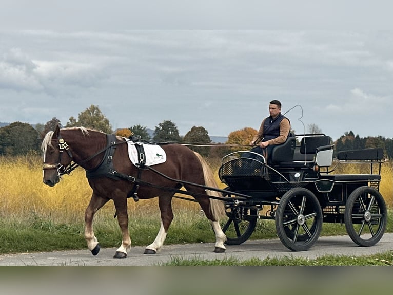South German Coldblood Gelding 3 years 16 hh Chestnut in Riedlingen