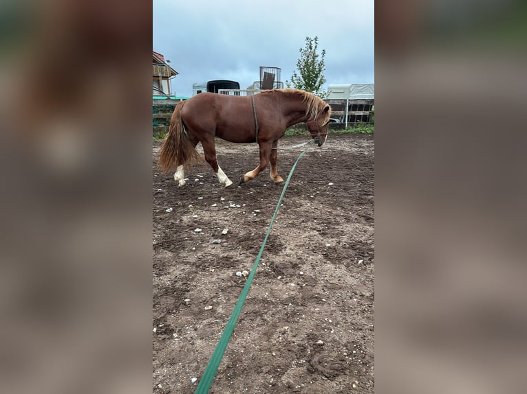 South German Coldblood Gelding 3 years 16 hh Chestnut-Red in Alfdorf