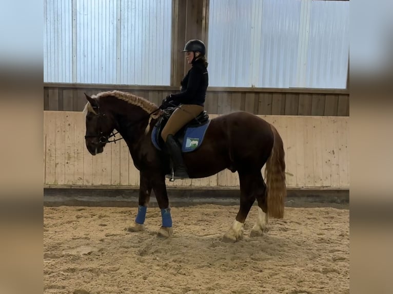 South German Coldblood Gelding 4 years 15,2 hh Chestnut in Pfaffenhofen