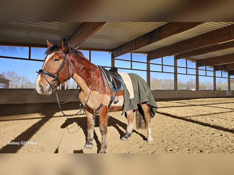 South German Coldblood Gelding 4 years 16,1 hh Brown in Stadlern