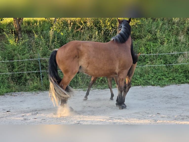 South German Coldblood Gelding 4 years 16,1 hh Brown in Stadlern