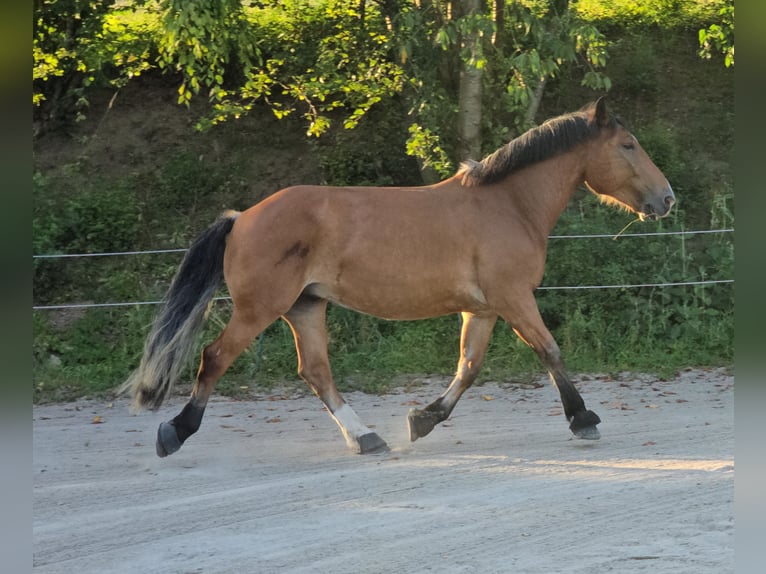 South German Coldblood Gelding 4 years 16,1 hh Brown in Stadlern