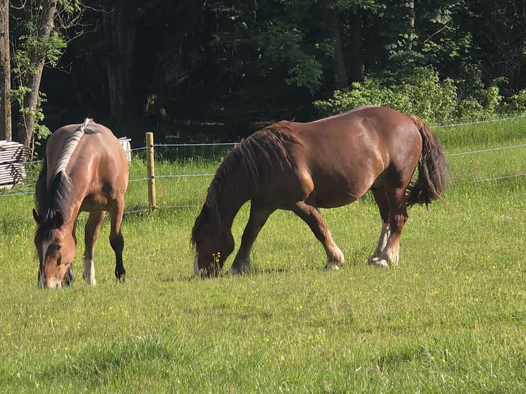 South German Coldblood Gelding 4 years 16,1 hh Brown in Stadlern