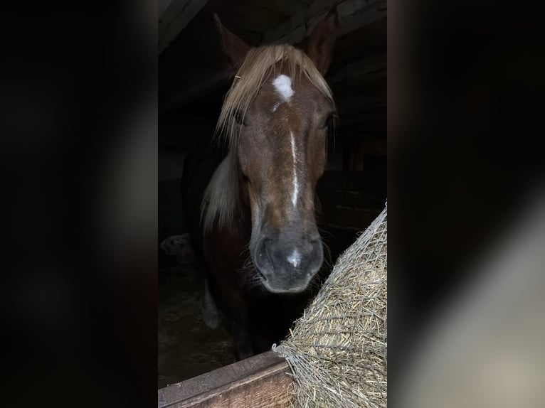 South German Coldblood Gelding 5 years 16.2 hh Brown in AbtsgmündAbtsgmünd