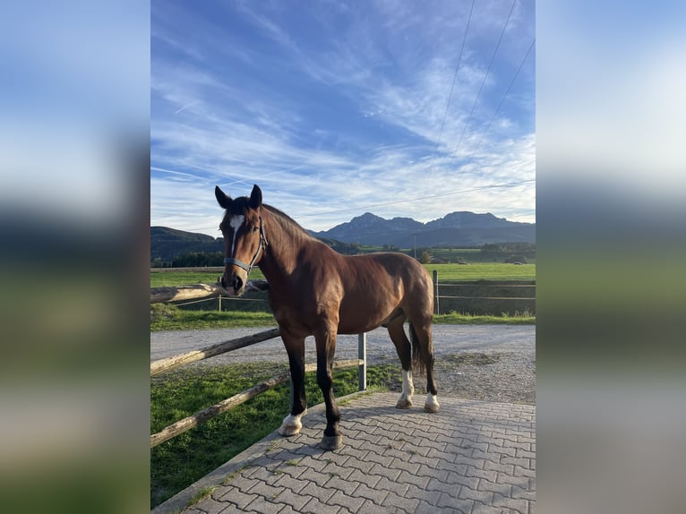 South German Coldblood Gelding 5 years 16 hh Brown in Teisendorf