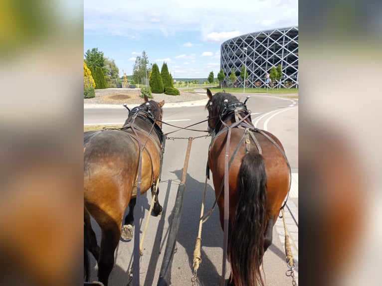 South German Coldblood Gelding 5 years 16,1 hh Brown in Herrieden
