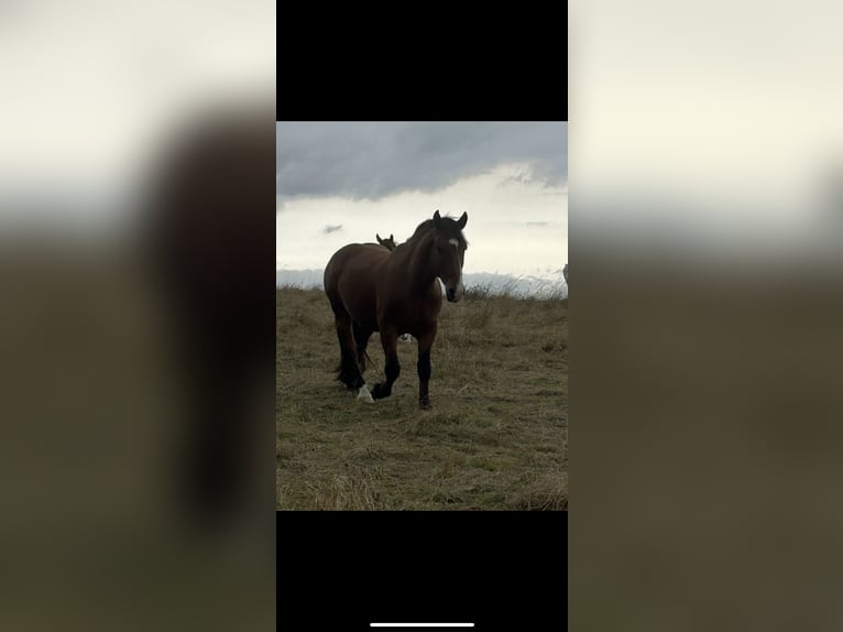 South German Coldblood Gelding 5 years 16,1 hh Brown in Baumholder