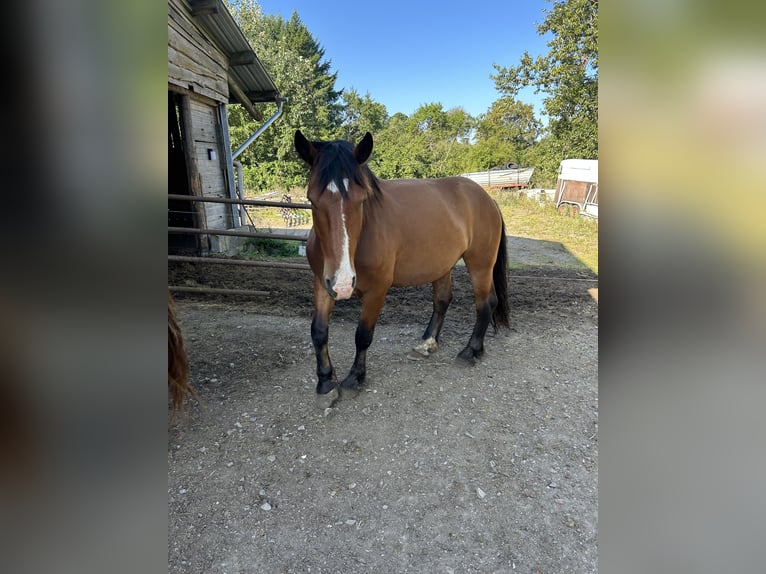 South German Coldblood Gelding 5 years 16,1 hh Brown in Baumholder