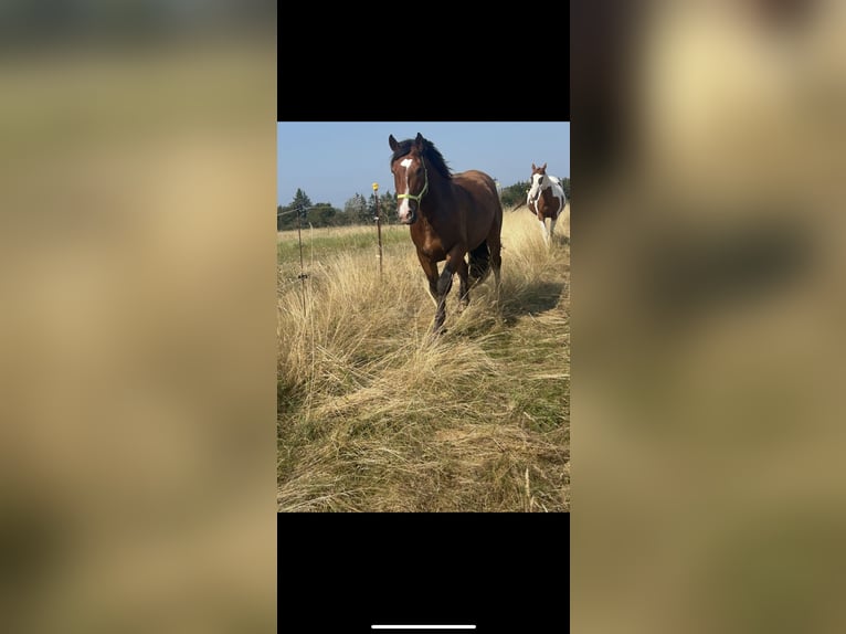 South German Coldblood Gelding 5 years 16,1 hh Brown in Baumholder