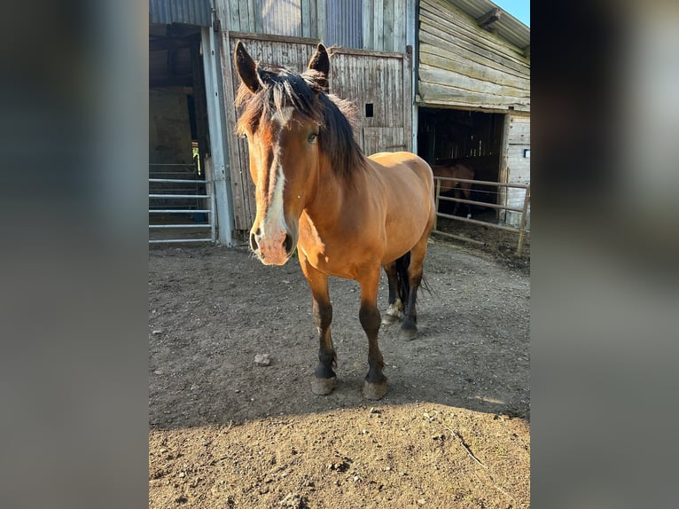 South German Coldblood Gelding 5 years 16,1 hh Brown in Baumholder