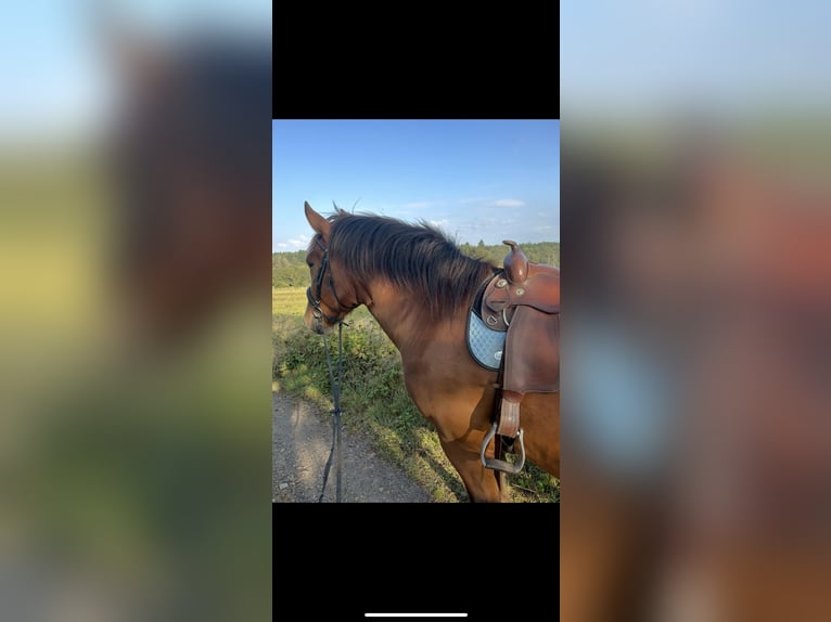 South German Coldblood Gelding 5 years 16,1 hh Brown in Baumholder