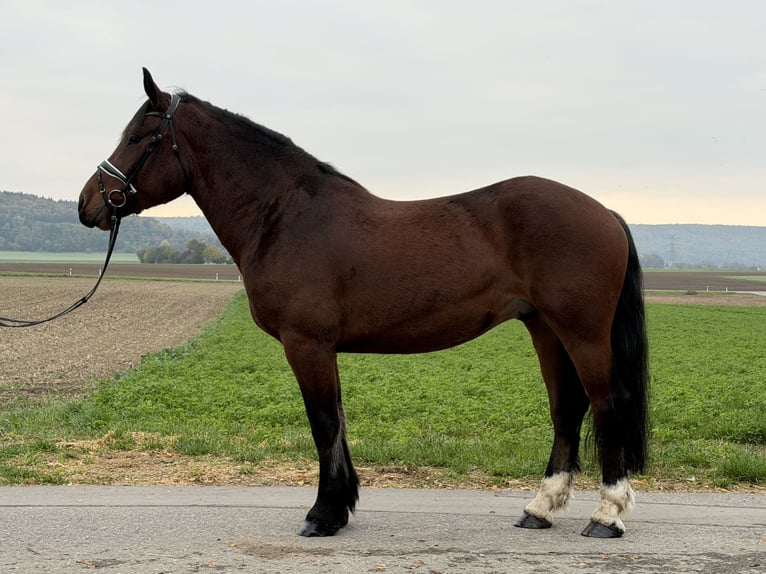 South German Coldblood Gelding 6 years 16 hh Brown in Riedlingen
