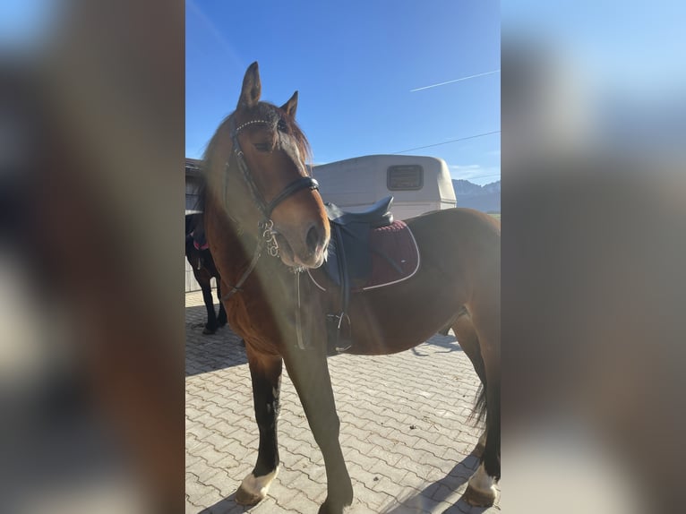 South German Coldblood Gelding 6 years 16 hh Brown in Teisendorf