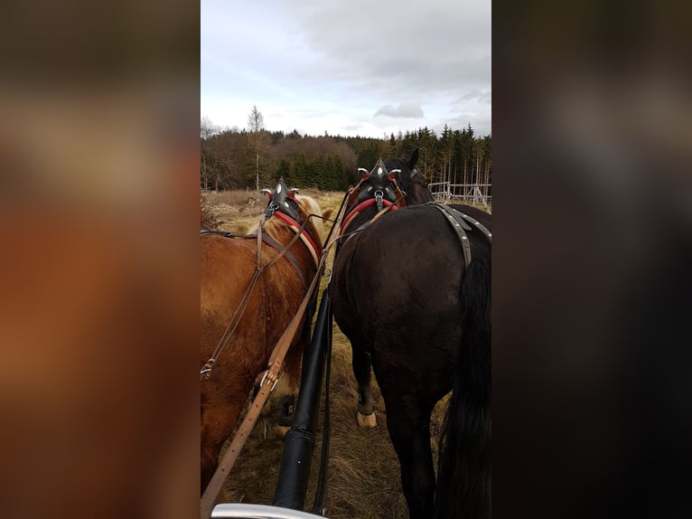 South German Coldblood Gelding 6 years 16,2 hh Black in Floh-Seligenthal