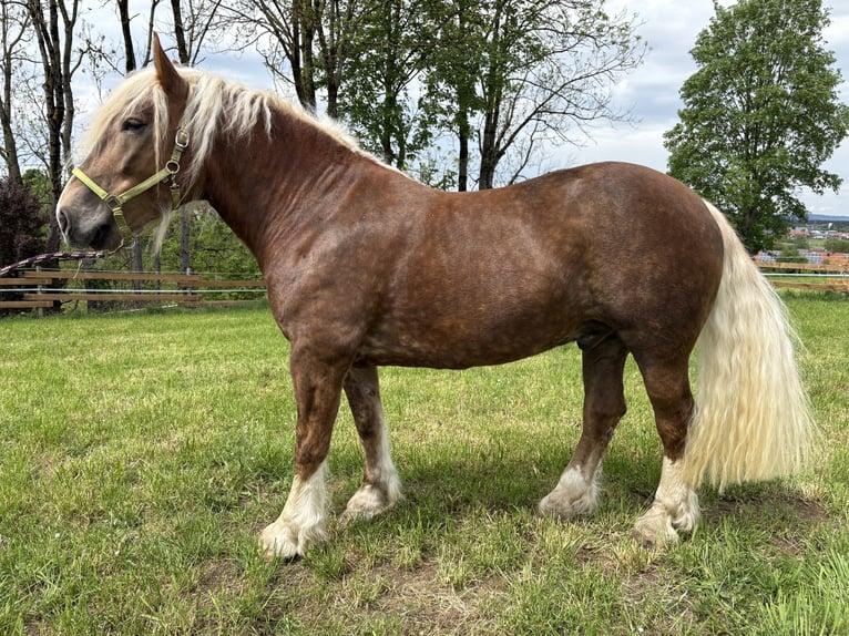South German Coldblood Gelding 6 years Chestnut in KönigsdorfKönigsdorf
