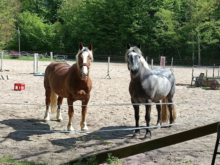 South German Coldblood Gelding 7 years 15,2 hh Chestnut in Braunschweig