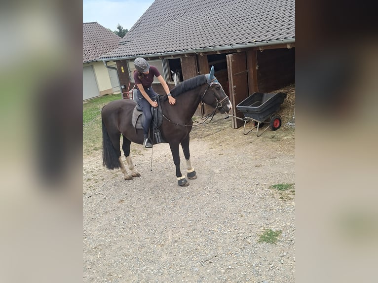 South German Coldblood Mix Gelding 7 years 16.1 hh Smoky-Black in Wain