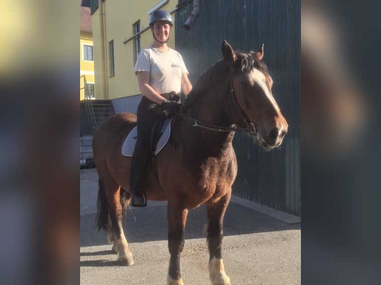South German Coldblood Gelding 7 years 16.2 hh Brown in PischelsdorfBärndorf