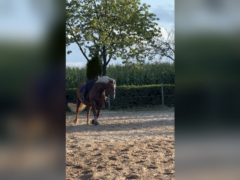 South German Coldblood Gelding 7 years 16 hh Chestnut in Ihlow