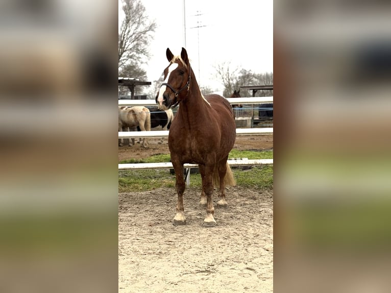 South German Coldblood Gelding 7 years 16 hh Chestnut in Ihlow