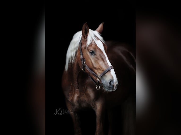 South German Coldblood Gelding 7 years 16 hh Chestnut in Ihlow