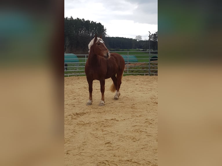 South German Coldblood Gelding 7 years 16 hh Chestnut-Red in Sulzbach-Rosenberg