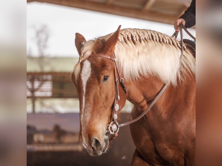 South German Coldblood Gelding 7 years 16,1 hh Chestnut in Weismain