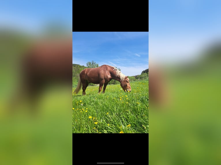 South German Coldblood Gelding 7 years 16,1 hh Chestnut in Weismain