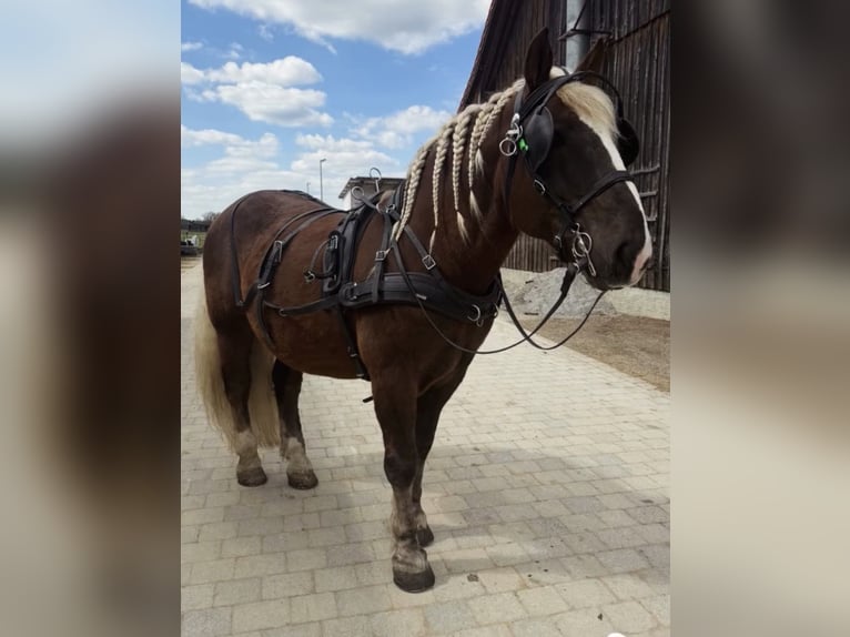 South German Coldblood Gelding 8 years 16 hh Chestnut in Langerringen