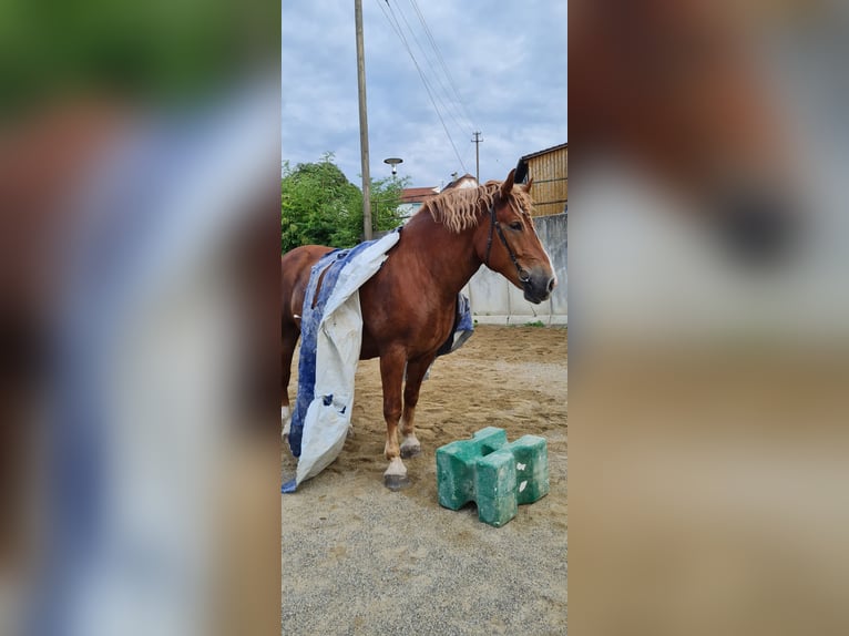 South German Coldblood Gelding 8 years 16 hh Chestnut-Red in Obermarchtal