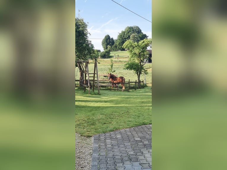 South German Coldblood Gelding 8 years 16 hh Chestnut-Red in Obermarchtal
