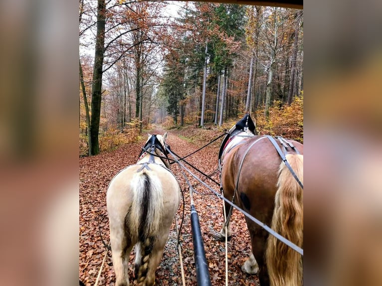 South German Coldblood Gelding 8 years 18.1 hh Chestnut-Red in Sinntal